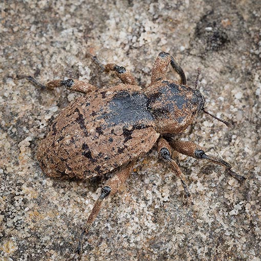 Pachyporopterus satyrus, Curculionidae, Tasmania