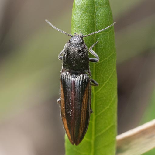 Parablax cf. ooliekirra, Elateridae, Tasmania