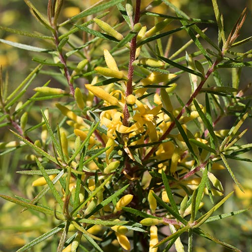 Persoonia juniperina, Prickly Geebung, Tasmania