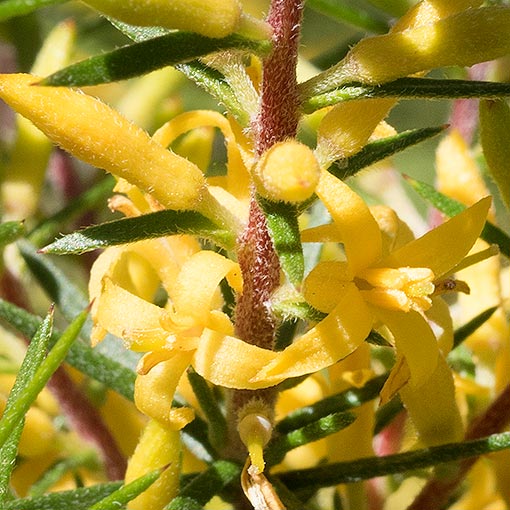 Persoonia juniperina, Prickly Geebung, Tasmania