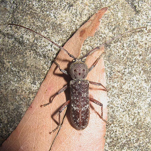 Phacodes obscurus, Cerambycidae, Tasmania