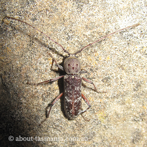 Phacodes obscurus, Cerambycidae, Tasmania