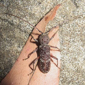 Phacodes obscurus