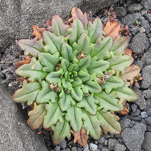 Plantago triantha, Saltspray Plantain, Tasmania