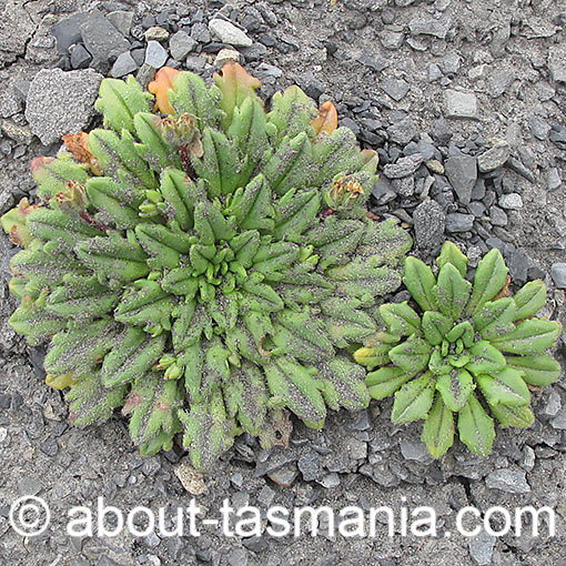 Plantago triantha, Saltspray Plantain, Tasmania