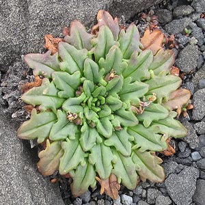 Plantago triantha