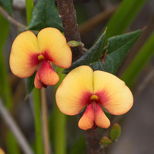 Platylobium-triangulare2 Platylobium triangulare, ivy flat-pea, arrow flat-pea, Tasmania