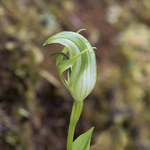 Pterostylis scabrida,<br />
Rough Greenhood, Tasmania