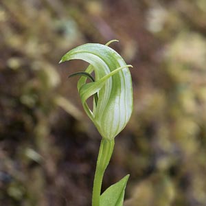 Pterostylis scabrida