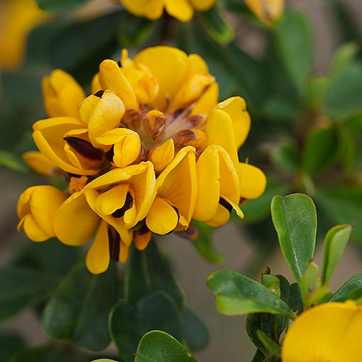 Pultenaea daphnoides, Heartleaf Bushpea, Tasmania