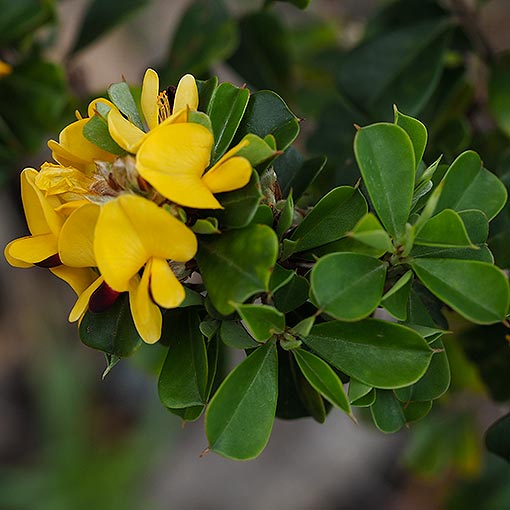 Pultenaea daphnoides, Heartleaf Bushpea, Tasmania