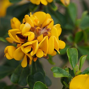 Pultenaea daphnoides