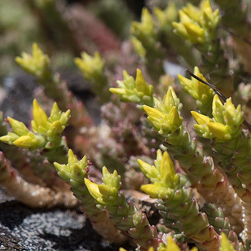 Sedum acre, Sharp Stonecrop, Tasmania