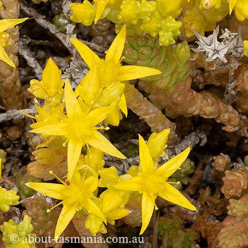 Sedum acre, Sharp Stonecrop, Tasmania
