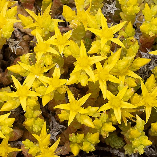 Sedum acre, Sharp Stonecrop, Tasmania