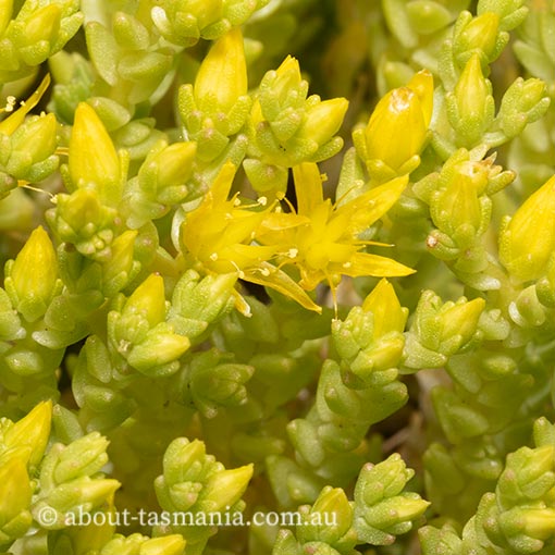 Sedum acre, Sharp Stonecrop, Tasmania