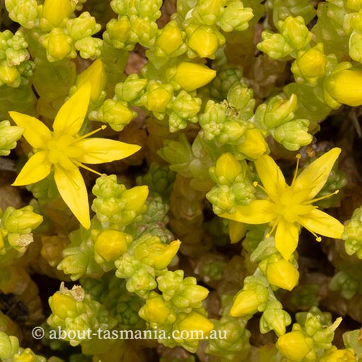 Sedum acre, Sharp Stonecrop, Tasmania