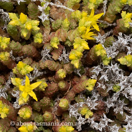 Sedum acre, Sharp Stonecrop, Tasmania