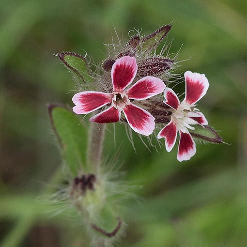 Silene gallica, Tasmania