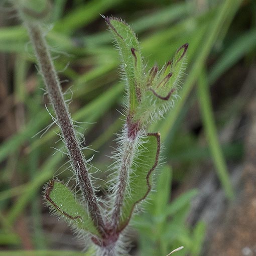 Silene gallica, Tasmania