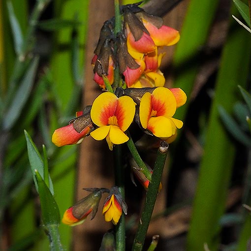 Sphaerolobium minus, Eastern globepea, Tasmania