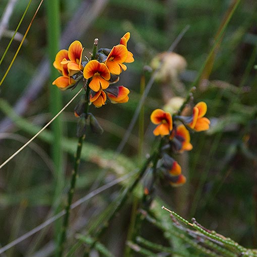 Sphaerolobium minus, Eastern globepea, Tasmania