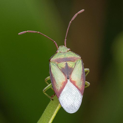 Stauralia chloracantha, Acanthosomatidae, Tasmania