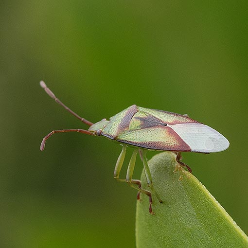 Stauralia chloracantha, Acanthosomatidae, Tasmania
