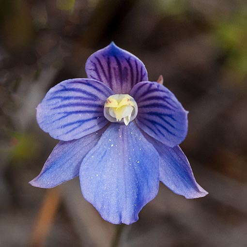 Thelymitra cyanea,<br />
Veined Sun Orchid, Tasmania