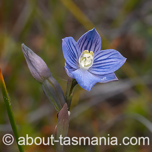 Thelymitra cyanea,<br />
Veined Sun Orchid, Tasmania