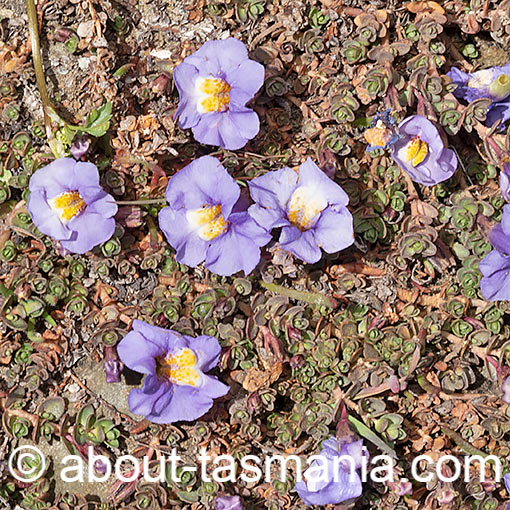 Thyridia repens, Mimulus repens, creeping monkeyflower, Tasmania