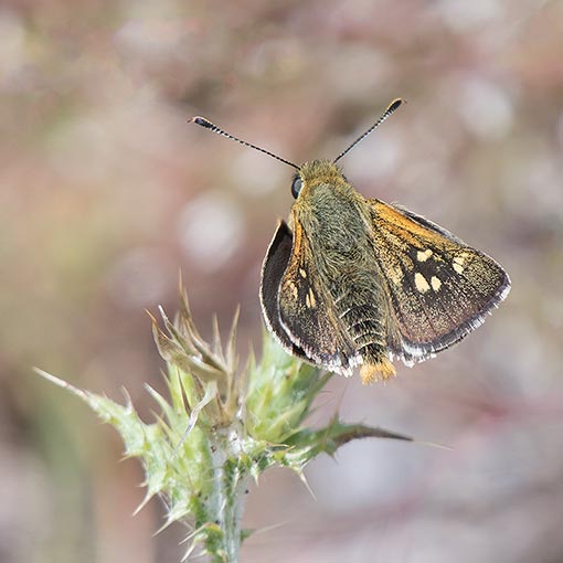Trapezites-lutea White Spotted Skipper, Yellow Ochre, Trapezites lutea, butterfly, Tasmania
