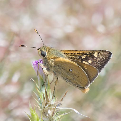 Trapezites-lutea2 White Spotted Skipper, Yellow Ochre, Trapezites lutea, butterfly, Tasmania