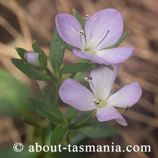 Veronica gracilis, Tasmania