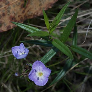 Veronica gracilis