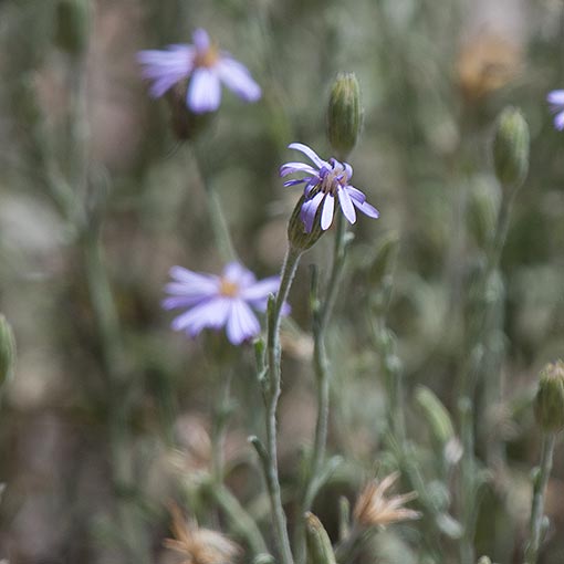 Vittadinia gracilis, Woolly New Holland daisy, Tasmania