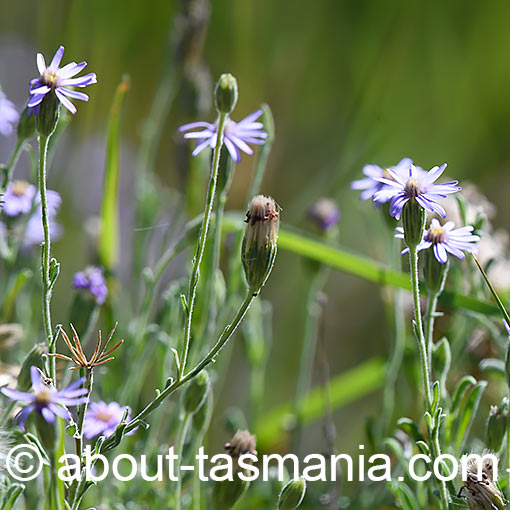 Vittadinia gracilis, Woolly New Holland daisy, Tasmania