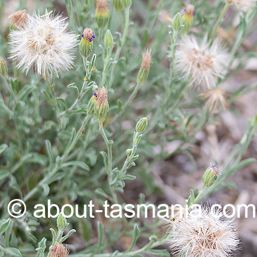 Vittadinia gracilis, Woolly New Holland daisy, Tasmania