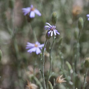 Vittadinia gracilis