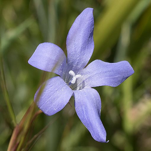 Wahlenbergia gymnoclada, Naked Bluebell, Tasmania