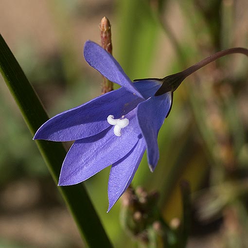 Wahlenbergia gymnoclada, Naked Bluebell, Tasmania