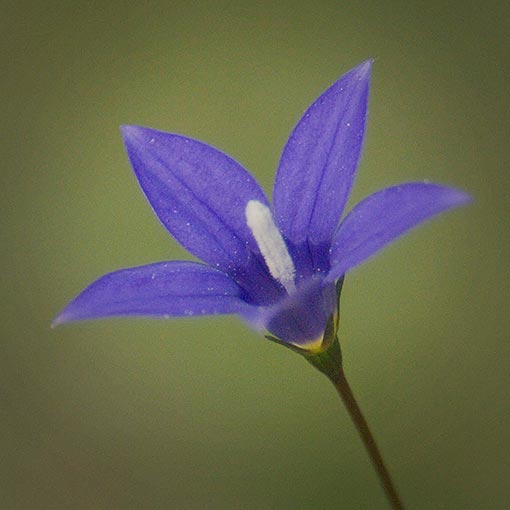 Wahlenbergia gymnoclada, Naked Bluebell, Tasmania
