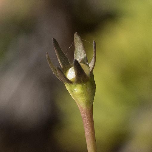 Wahlenbergia gymnoclada, Naked Bluebell, Tasmania