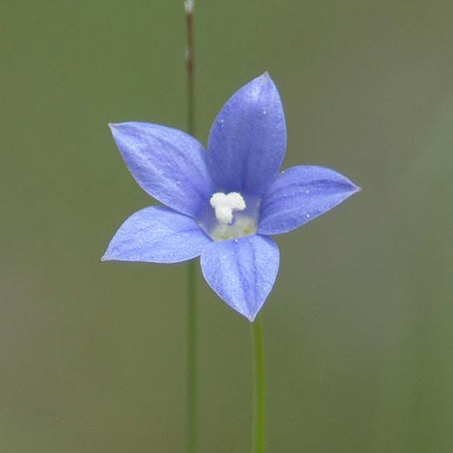 Wahlenbergia stricta, Tall Bluebell, Tasmania