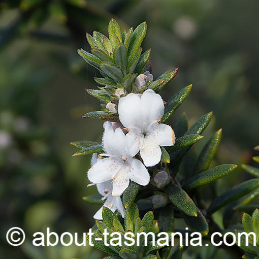 Westringia rigida, Stiff Westringia, Tasmania
