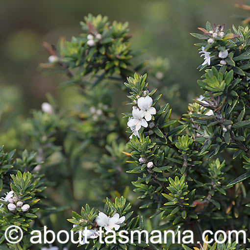 Westringia rigida, Stiff Westringia, Tasmania