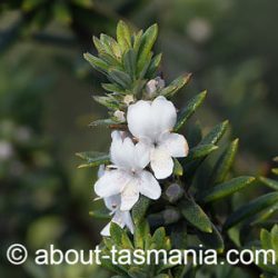 Westringia rigida