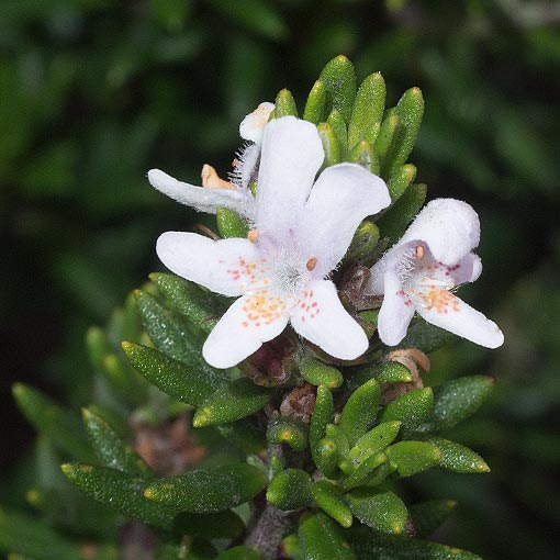 Westringia rigida, Stiff Westringia, Tasmania