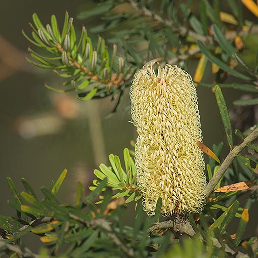 Banksia marginata, silver banksia, Tasmania