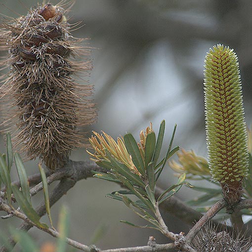 Banksia marginata, silver banksia, Tasmania
